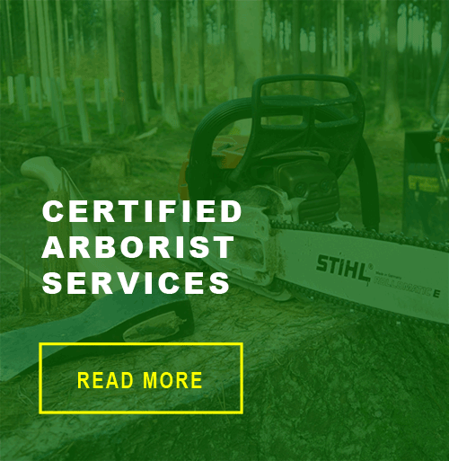 Gold Coast Tree Services