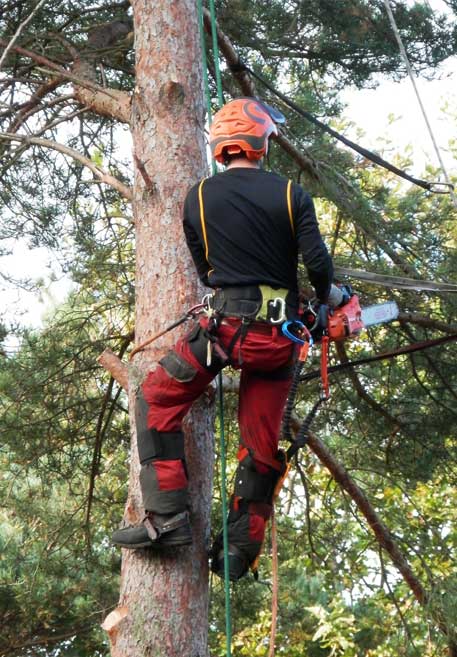 Gold Coast Arborist Services