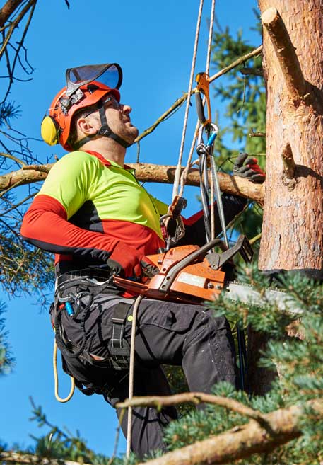 Gold Coast Tree Lopping