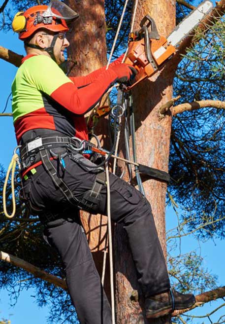 Gold Coast Tree pruning