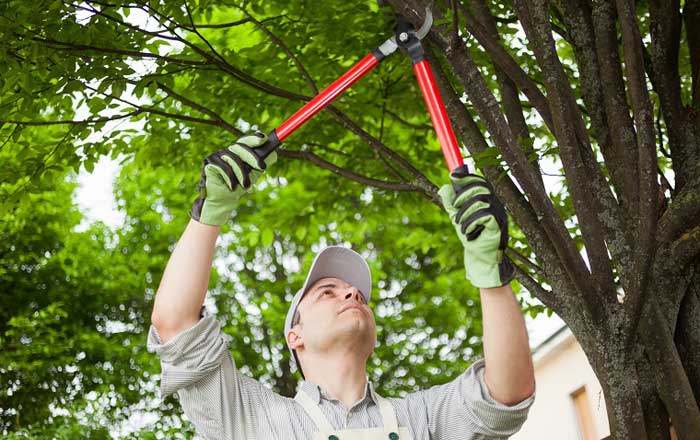 Arborist Services Gold Coast