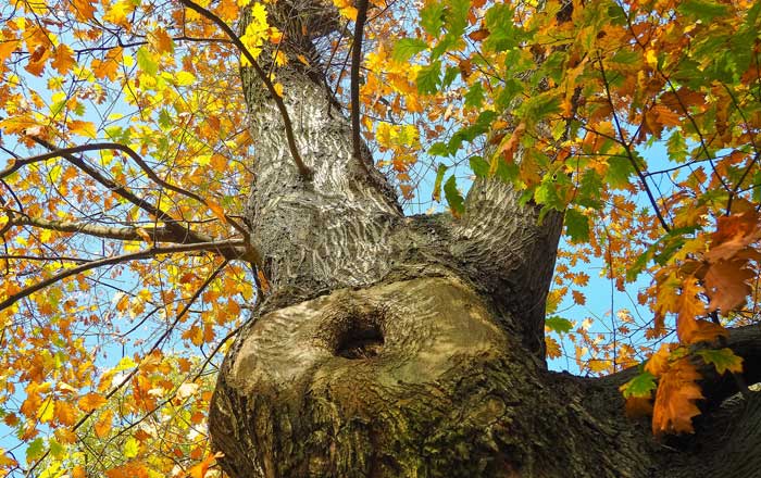 Gold Coast Arborist Services