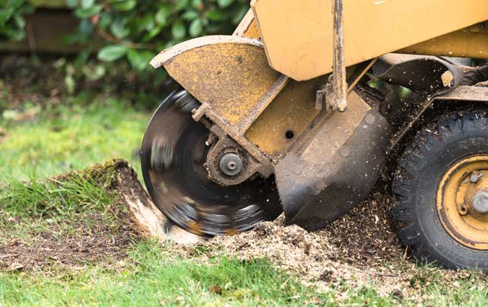 Gold Coast Stump Grinding Services