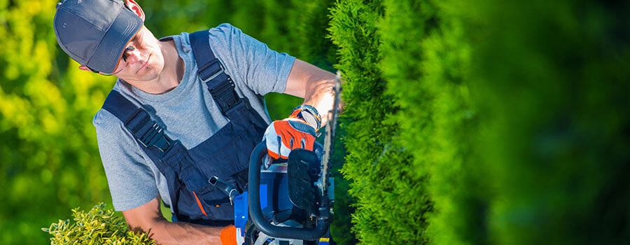 Gold Coast Arborist Services