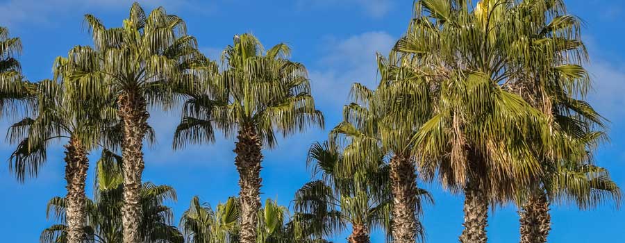 Gold Coast Palm Tree Services