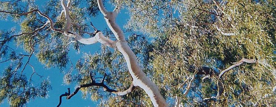 Gold Coast Tree Removal