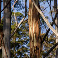 Tree Care Nerang