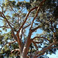 Tree Pruning Mudgeeraba