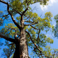 Tree Removal Reedy Creek